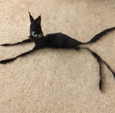 black cat cursed|cute cursed cat images.